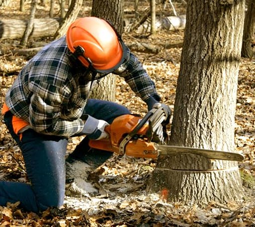 Tree Removal in Plains, GA